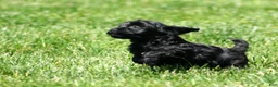 Havapoo dogs for sale: Tommy - Ad 7