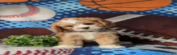 Cavapoo dogs for sale: Simpson - Ad 2