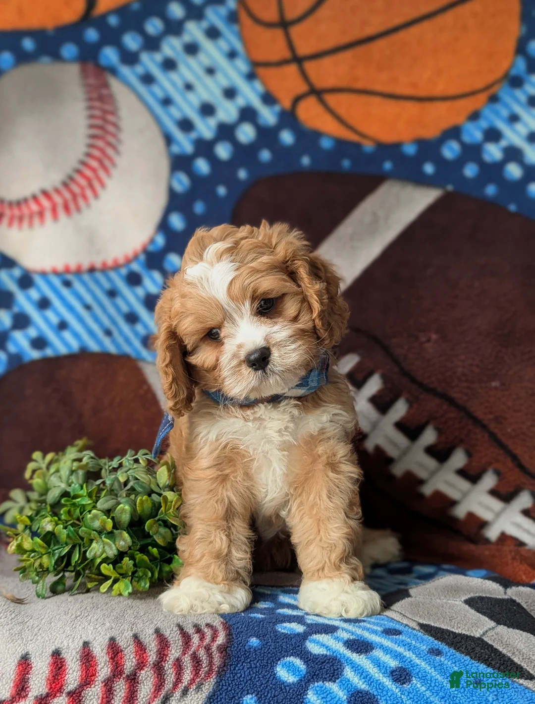 Cavapoo dogs for sale: Simpson - Ad 2