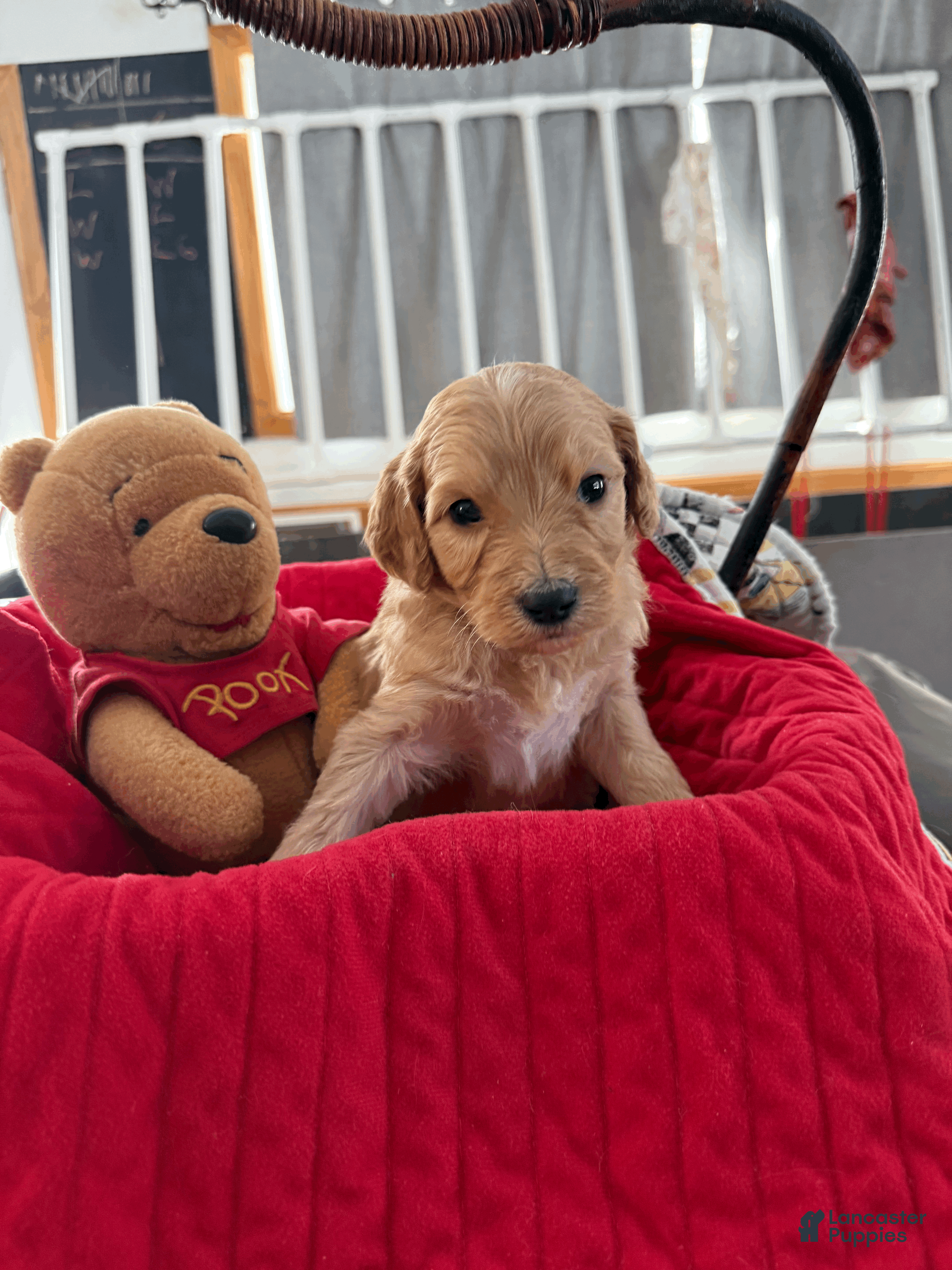 Goldendoodle dogs Purple - Ad 23