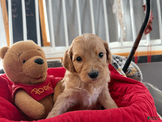 Goldendoodle dogs Purple - Ad 23