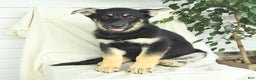 Gerberian Shepsky dogs for sale: Max - Ad 2