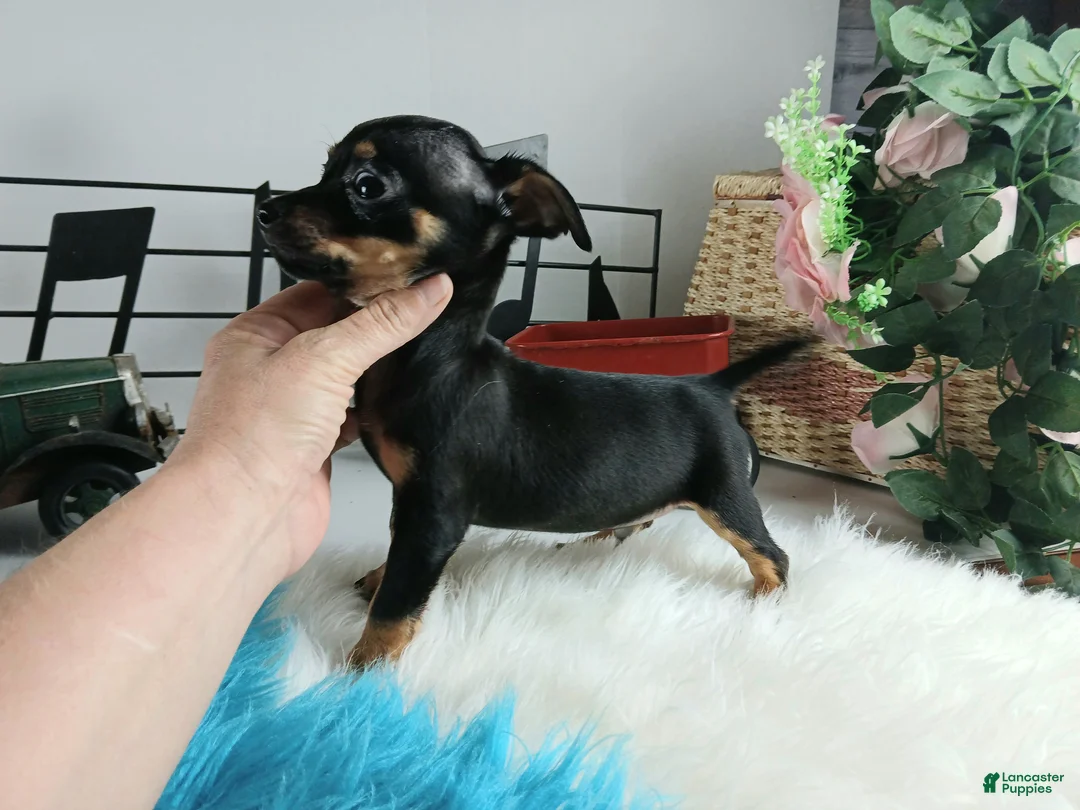 Chihuahua dogs for sale: Autumns Blk n tan boy Nationwide delivery  - Ad 3