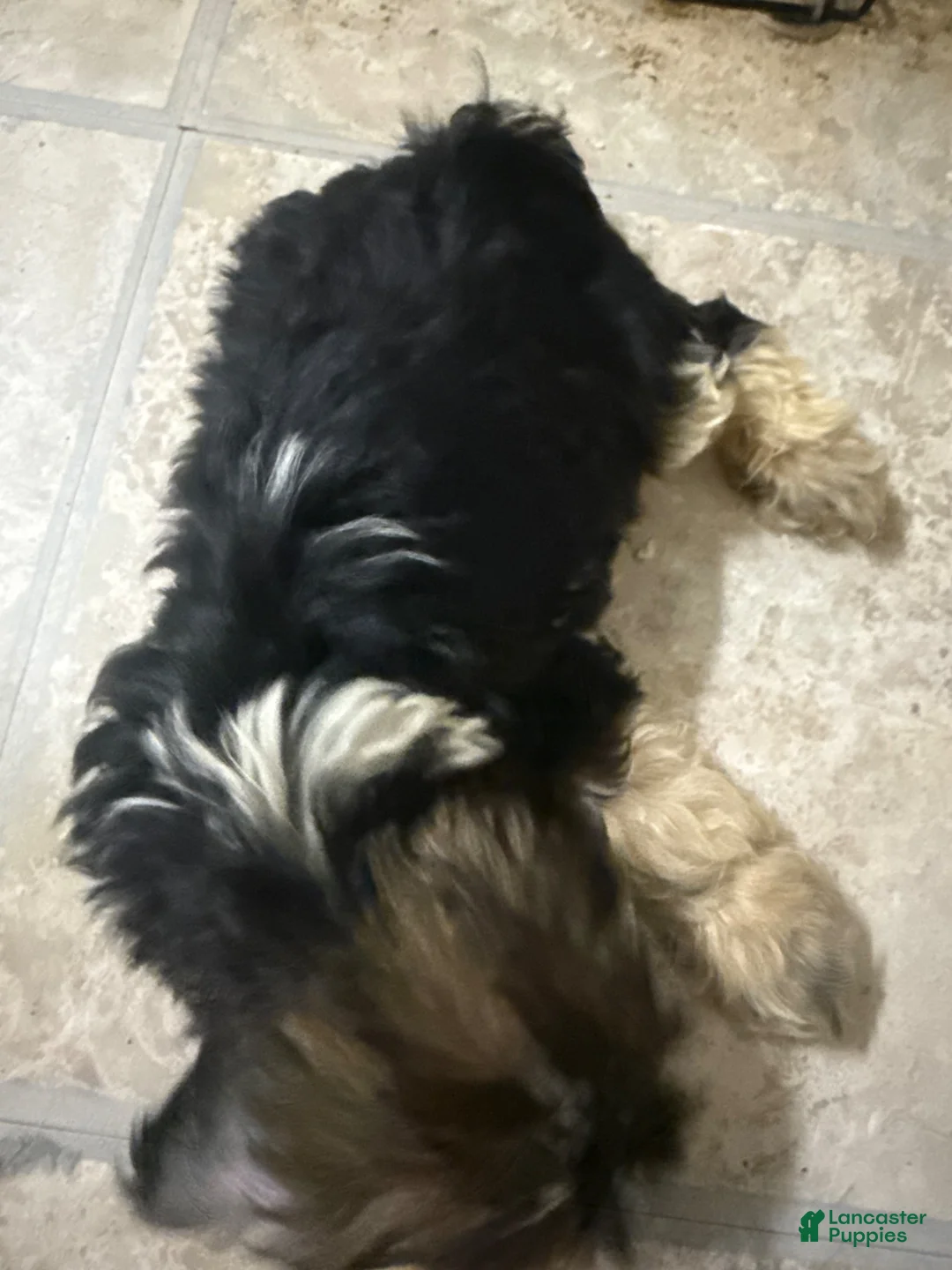 Mixed Breed dogs for sale: Mixed Breed 1 - Ad 2