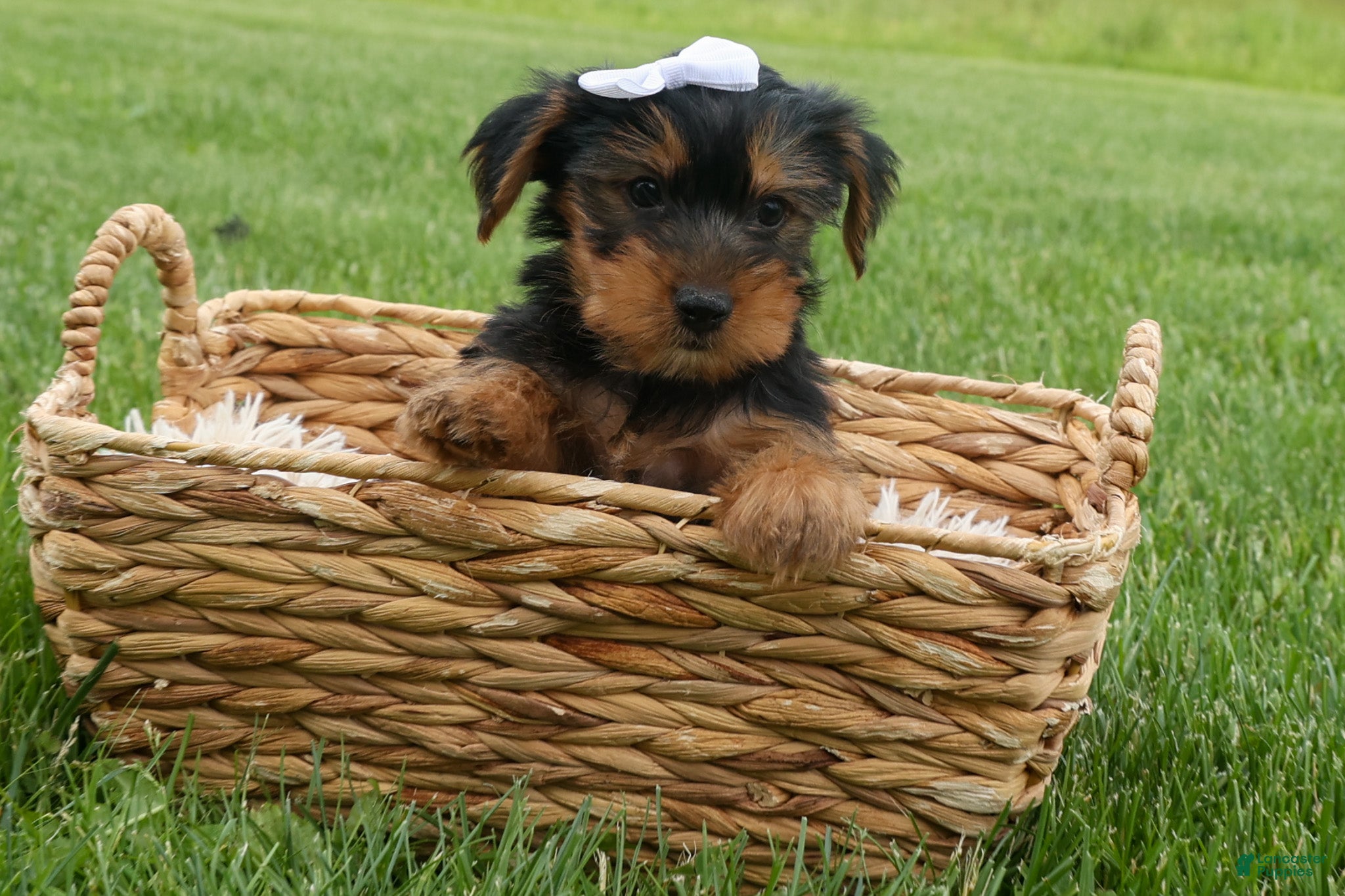 Yorkshire Terrier dogs  Bowie 🐶✨ - Ad 2