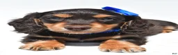 Miniature Dachshund dogs for sale: Duke - Ad 6