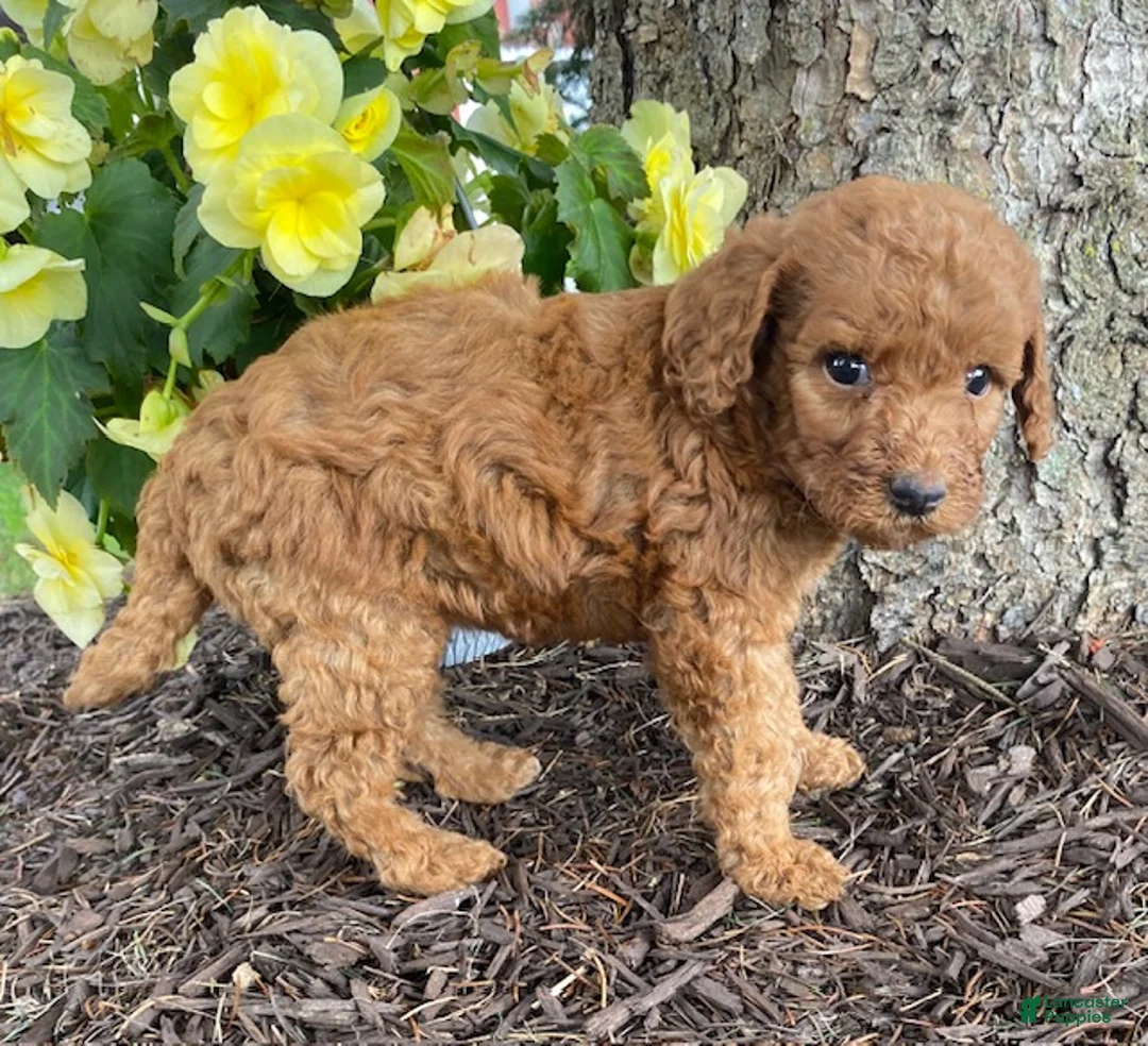 Mini Goldendoodle dogs for sale: Ella- mini/petite - Ad 3