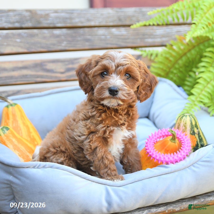 Cavapoo dogs Wanda - Ad 1