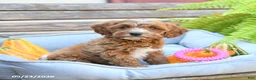 Cavapoo dogs for sale: Wanda - Ad 1