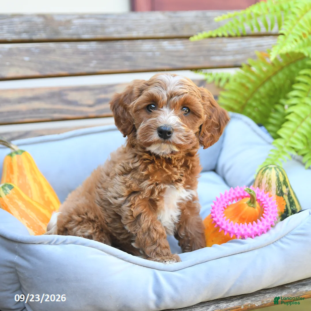 Cavapoo dogs for sale: Wanda - Ad 1
