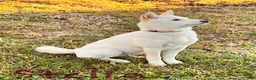 Shiba Inu dogs for sale: Stella - Ad 2