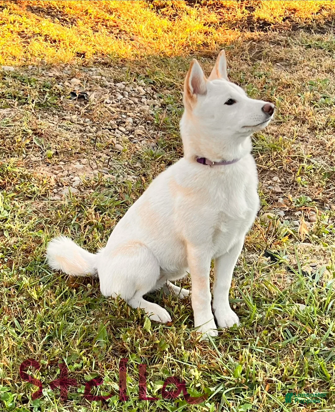 Shiba Inu dogs for sale: Stella - Ad 2