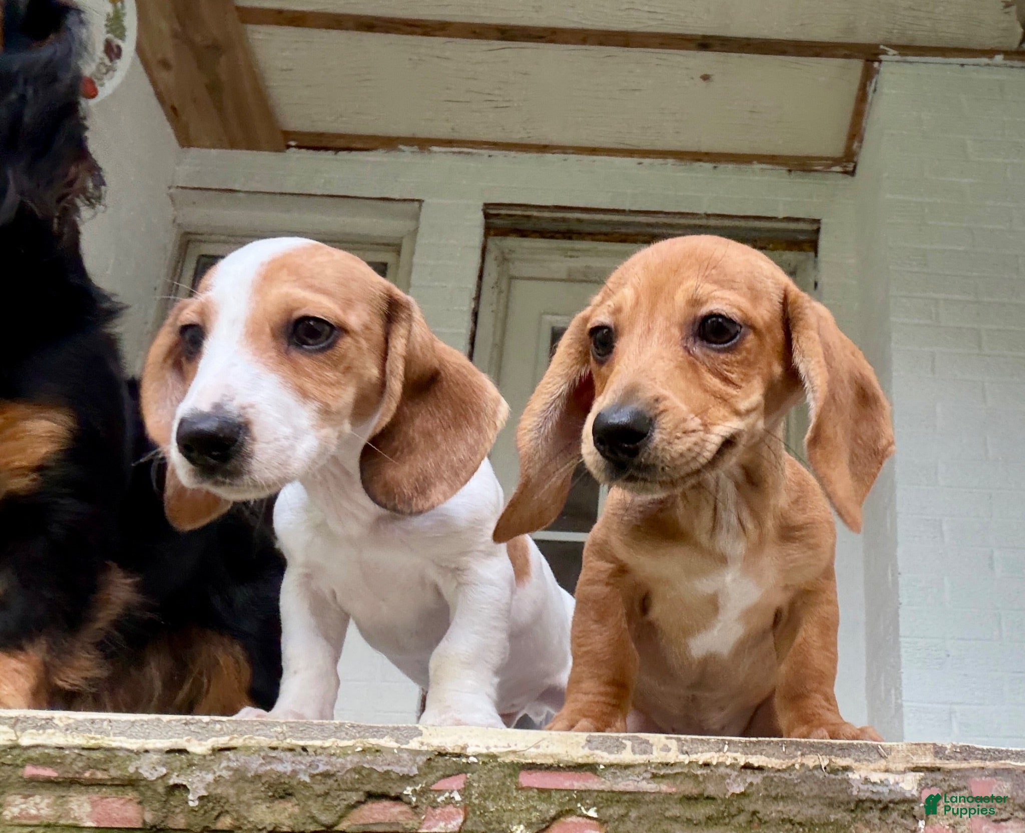 Miniature Dachshund dogs Miniature Dachshund 1 - Ad 6