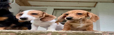 Miniature Dachshund 1