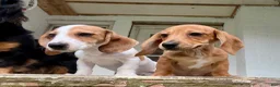 Miniature Dachshund dogs for sale: Miniature Dachshund 1 - Ad 1