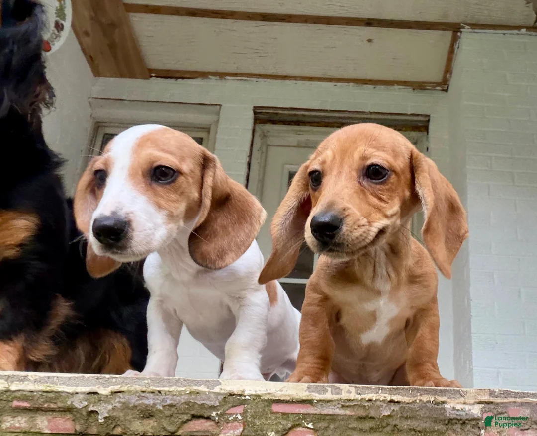 Miniature Dachshund dogs for sale: Miniature Dachshund 1 - Ad 1