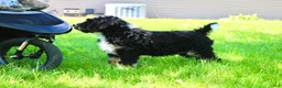 Mini Bernedoodle dogs for sale: Parker - Ad 13