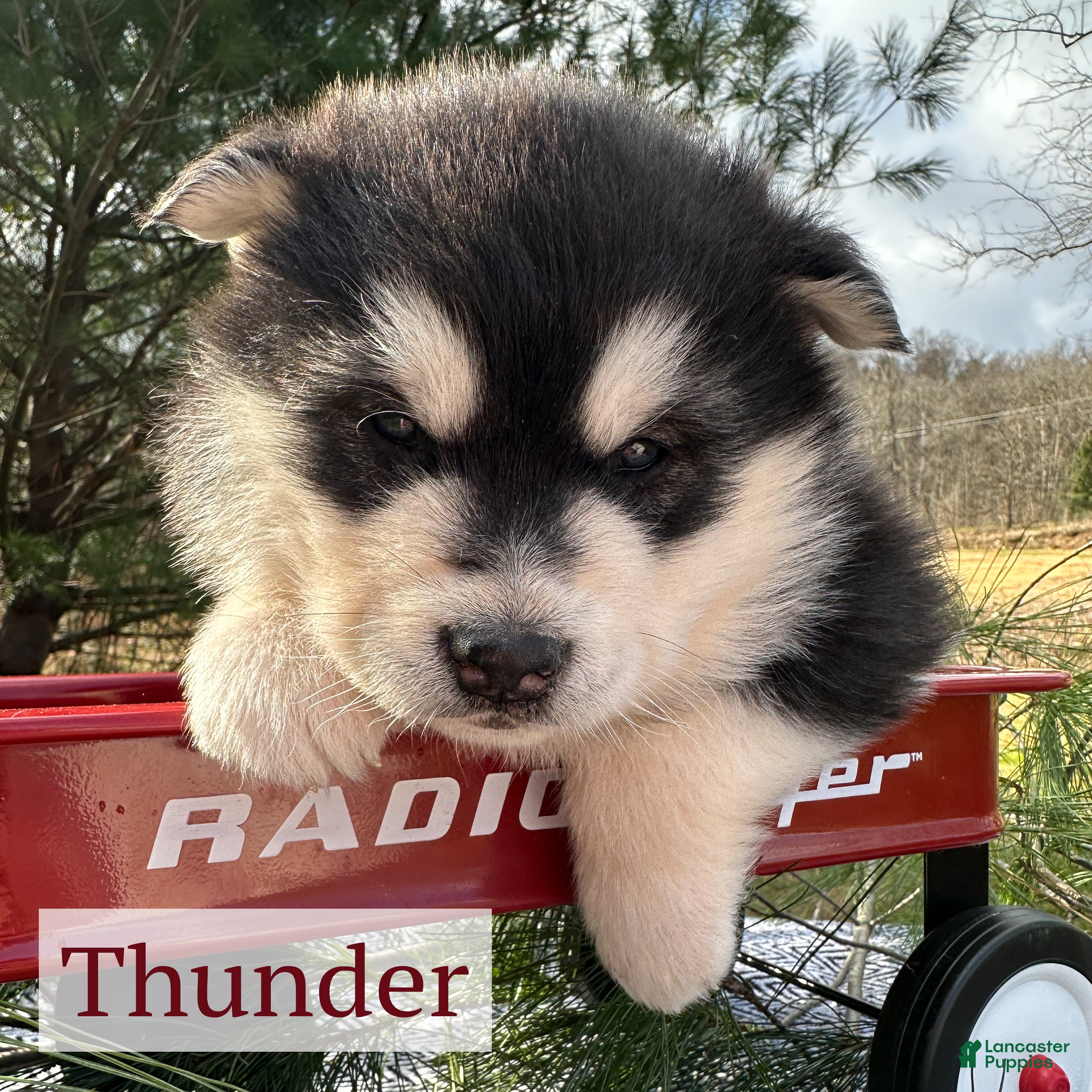 Alaskan Malamute dogs Thunder - Ad 9