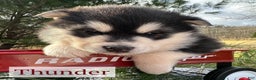 Alaskan Malamute dogs for sale: Thunder - Ad 1