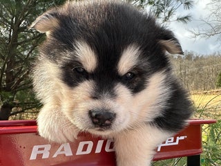Alaskan Malamute dogs Thunder - Ad 27