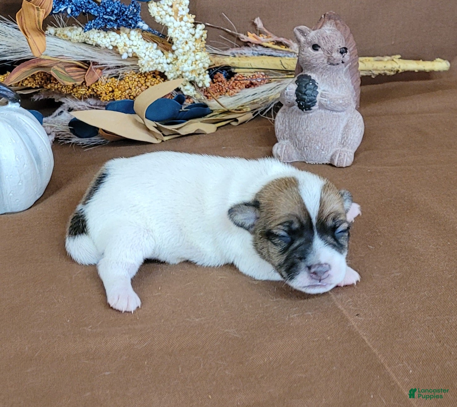 Jack Russell Terrier dogs for sale: Tara female JRT purebred  - Ad 1