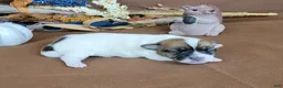 Jack Russell Terrier dogs for sale: Tara female JRT purebred  - Ad 1