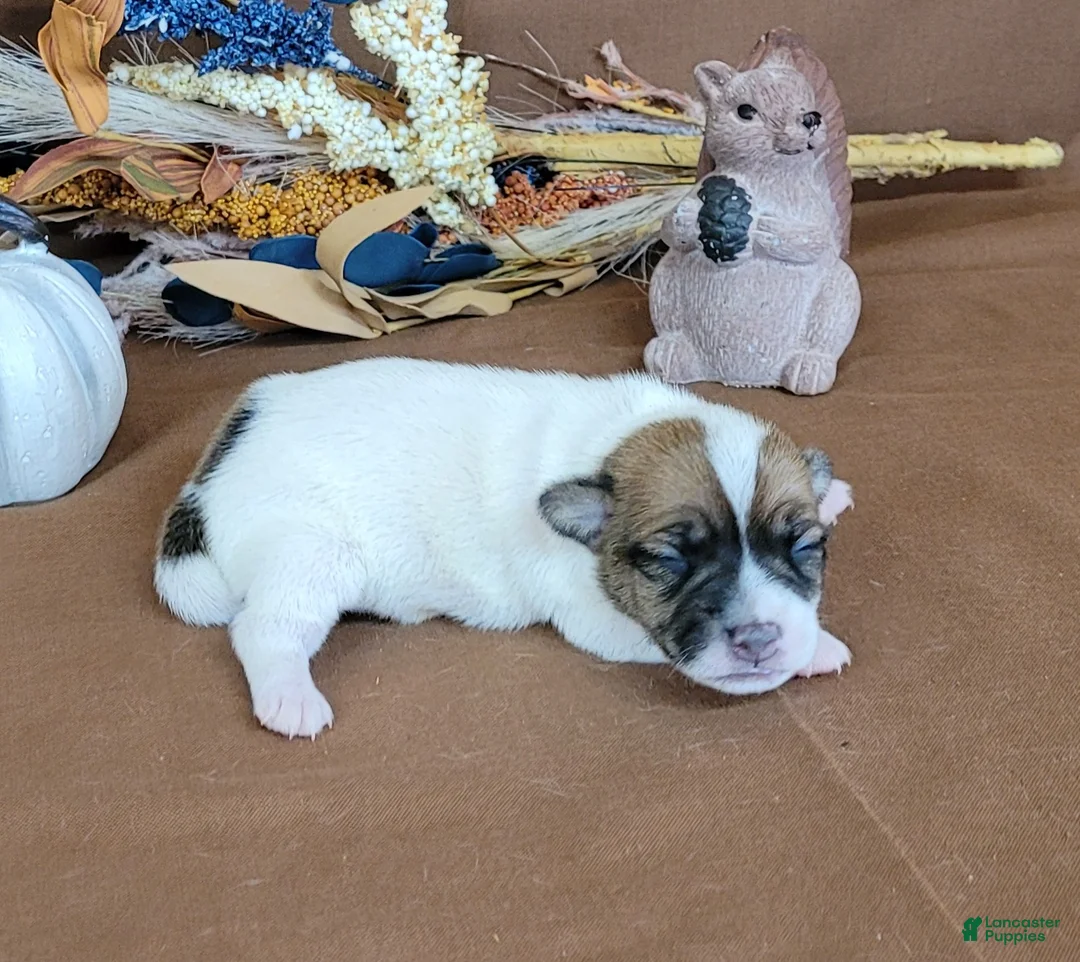 Jack Russell Terrier dogs for sale: Tara female JRT purebred  - Ad 1