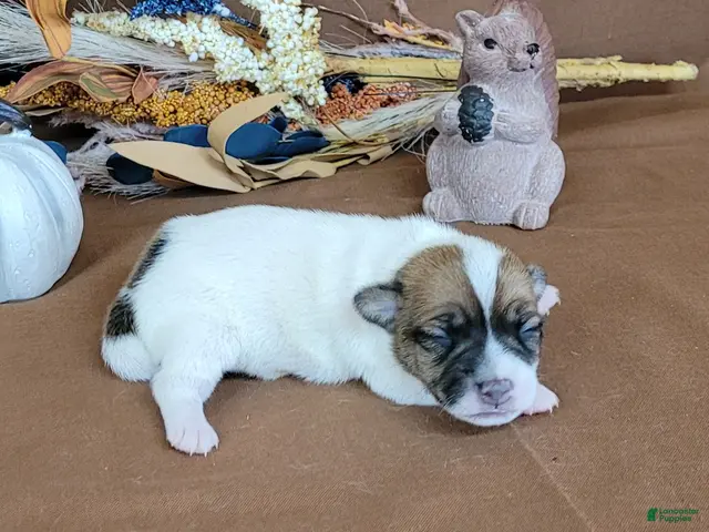 Jack Russell Terrier dogs for sale: Tara female JRT purebred - Ad 1