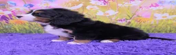 Miniature Bernese Mountain Dog dogs for sale: Scottie - Ad 3