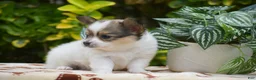 Papillon dogs for sale: Frank - Ad 3