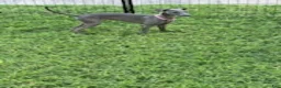 Italian Greyhound dogs for sale: Austin - Ad 11
