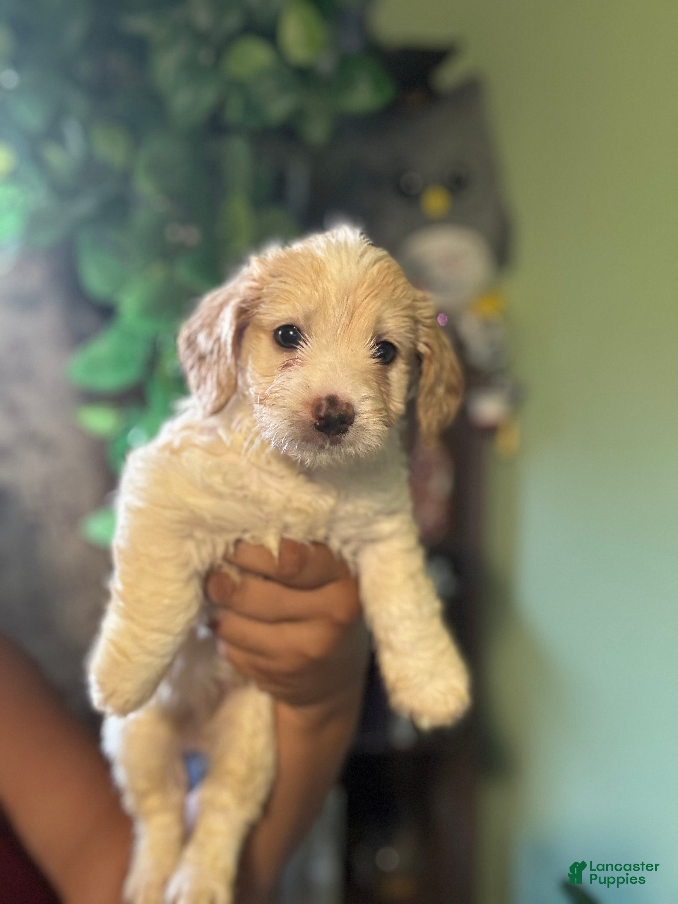 Maltipoo dogs Green Bean - Ad 2
