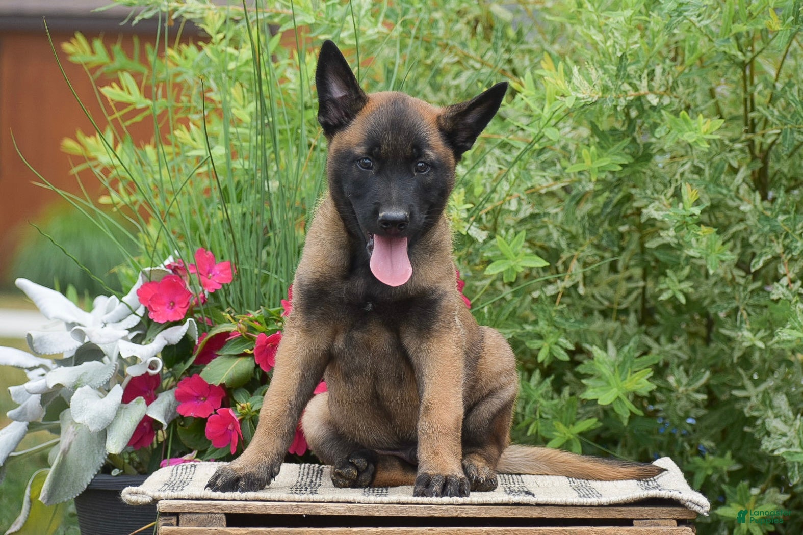 Belgian Malinois dogs Mateo - Ad 1