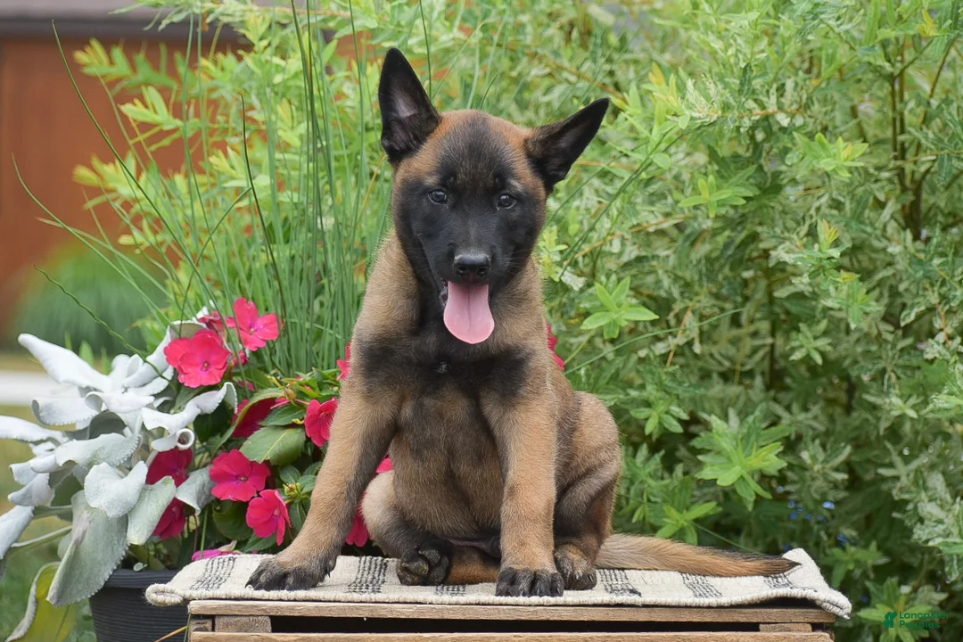 Belgian Malinois dogs for sale: Mateo - Ad 1