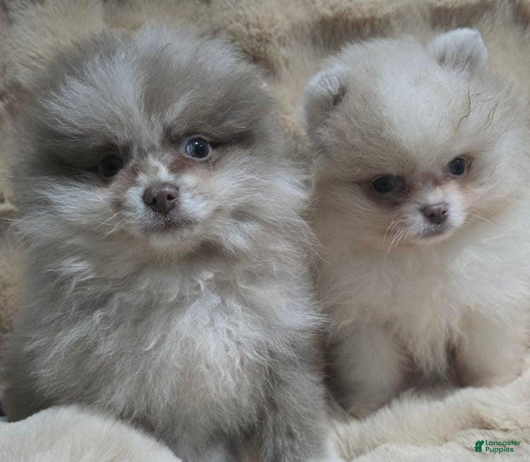Pomeranian dogs for sale: Naya - Ad 4