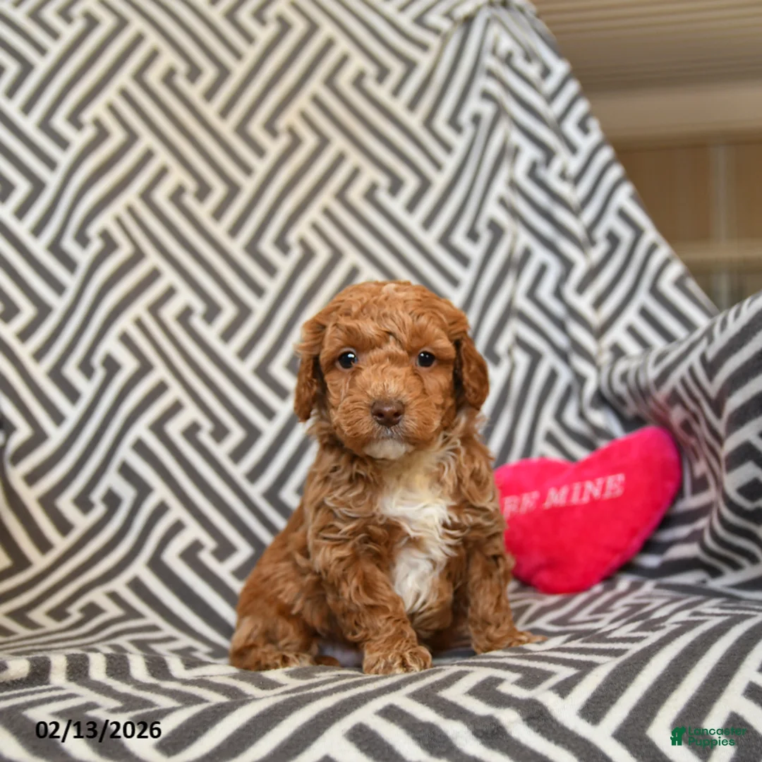 Miniature Poodle dogs for sale: Quaker - Ad 1