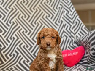 Miniature Poodle dogs for sale: Quaker - Ad 2