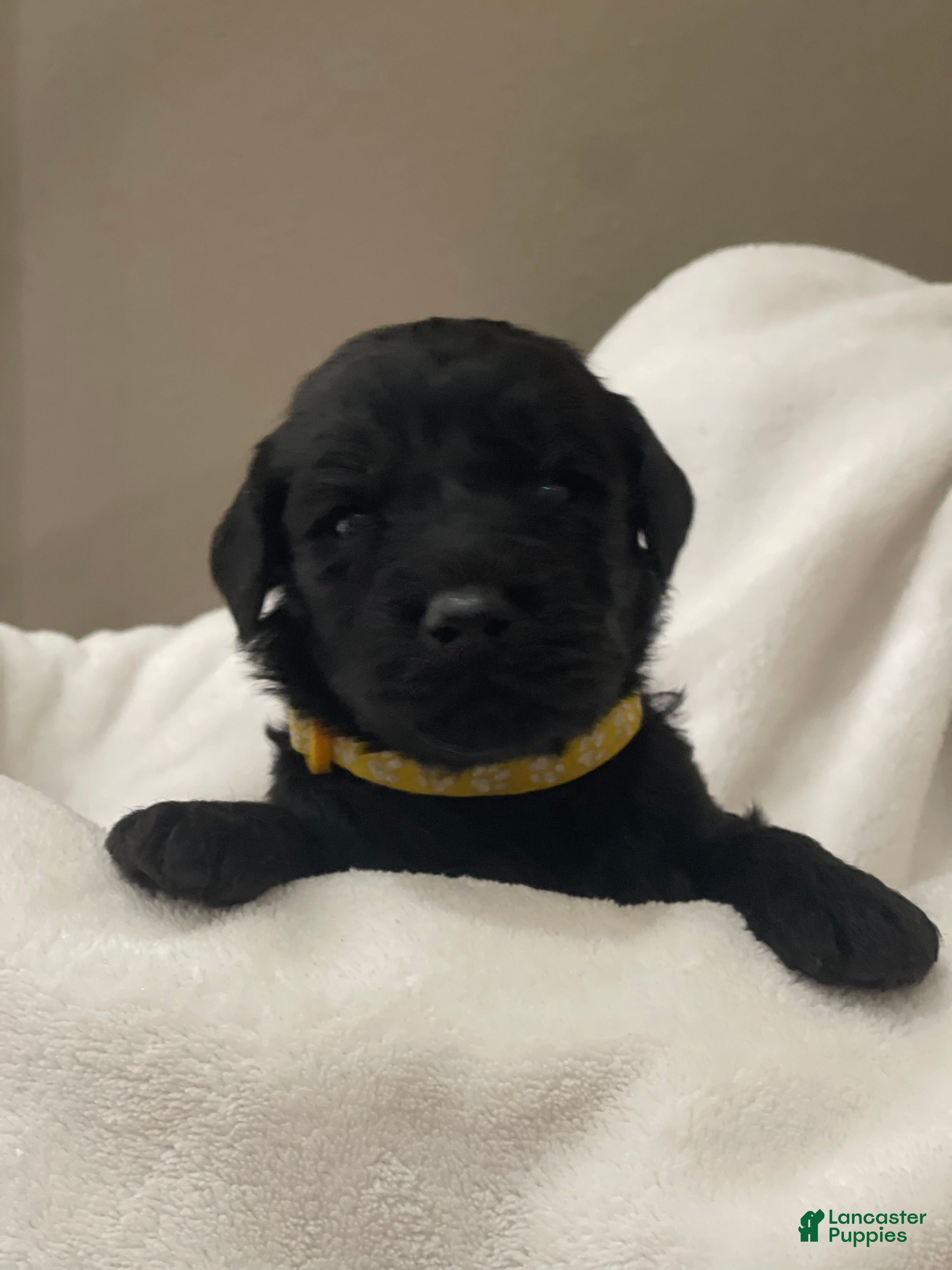 Goldendoodle dogs Yellow Collar Male - Ad 11