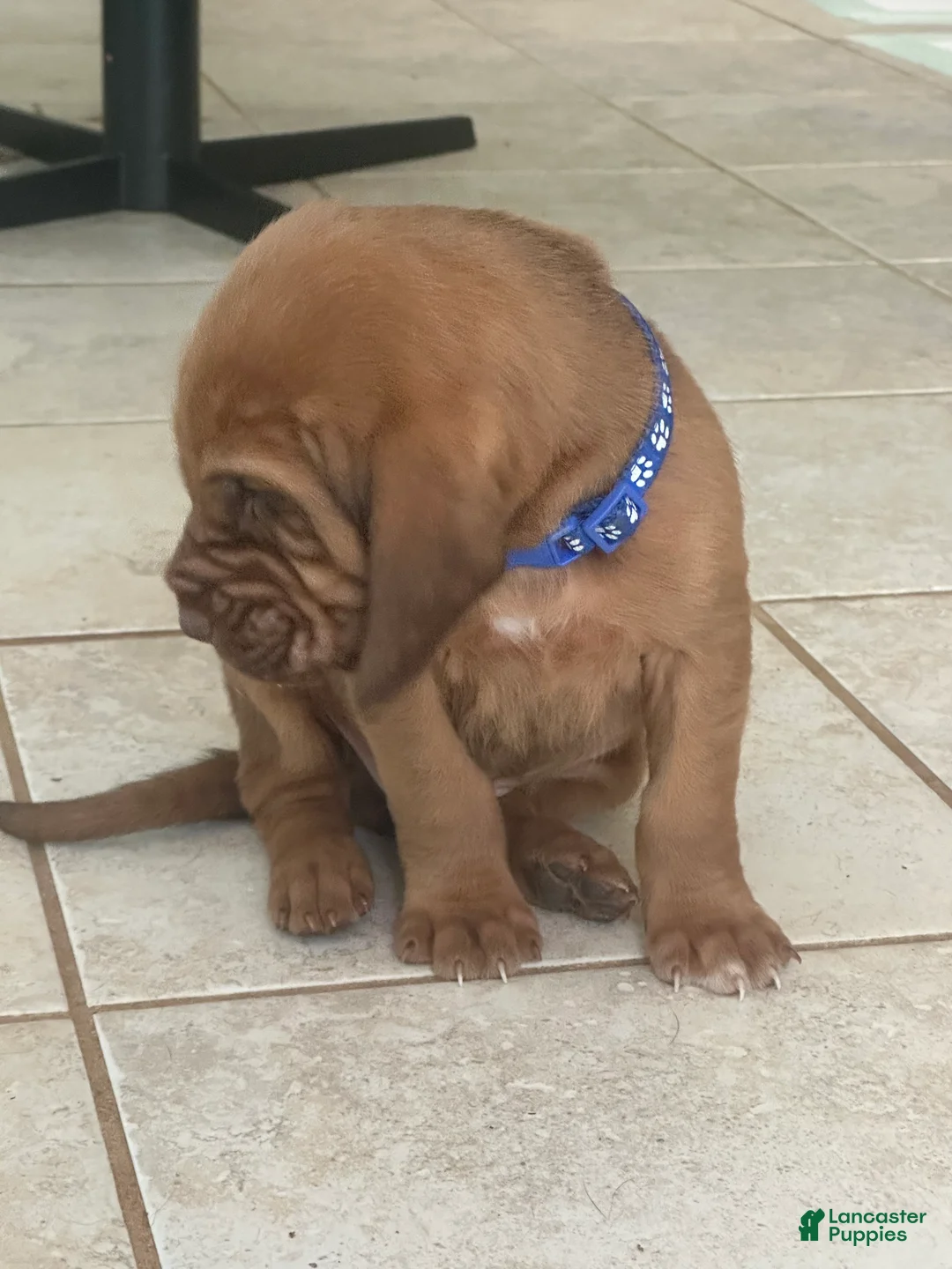 Bloodhound dogs for sale: Bloodhound Puppy 7 - Ad 2