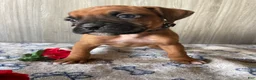 Boxer dogs for sale: Brody - Ad 3