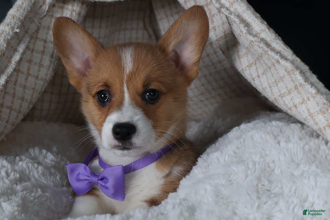 Welsh Corgi Pembroke dogs for sale: Holden - Ad 21