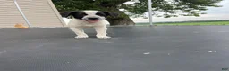 Mixed Breed dogs for sale: Mixed Breed 1 - Ad 5