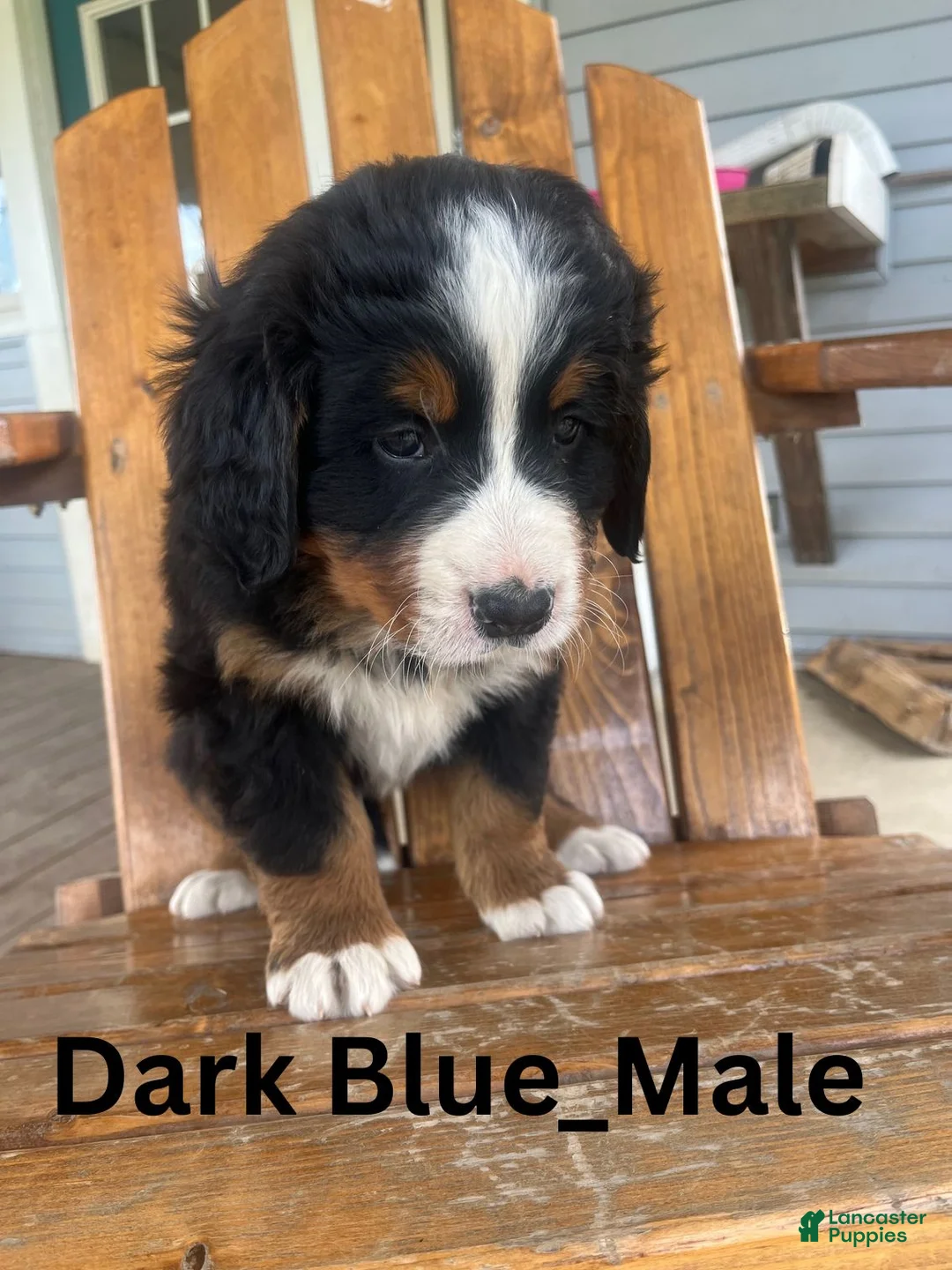 Bernese Mountain Dog dogs for sale: Dark Blue - Ad 2