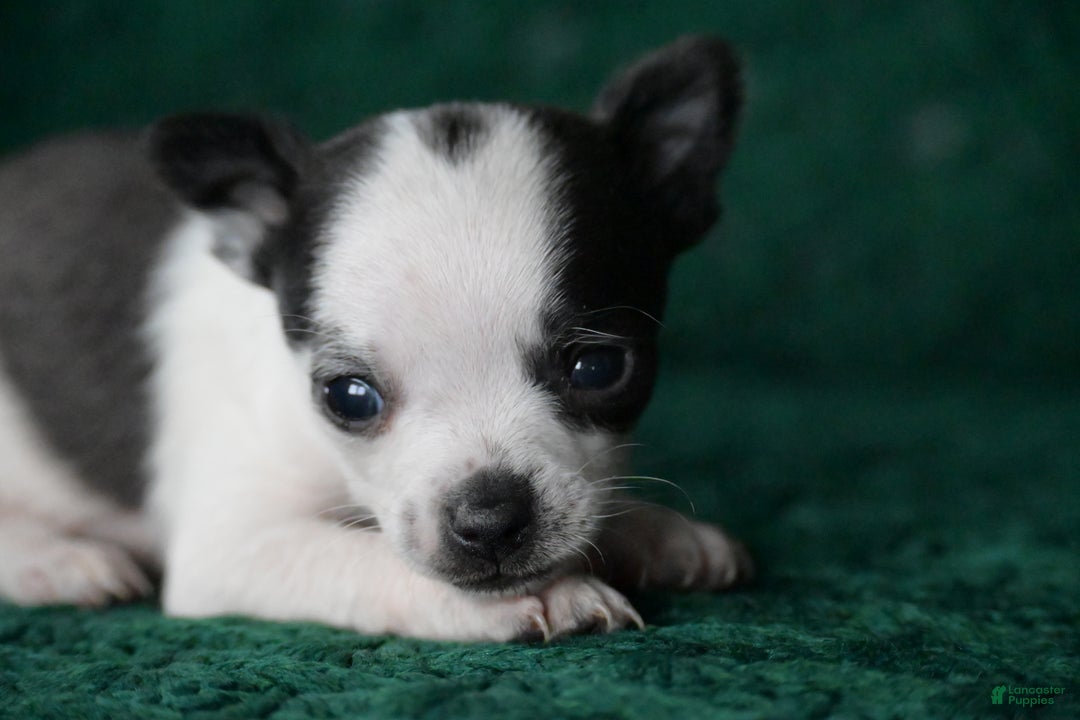 Chihuahua dogs for sale: Tucker - Ad 2