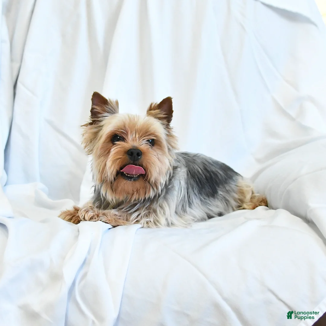 Yorkshire Terrier dogs for sale: Belle - Ad 8