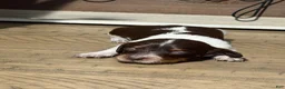 Miniature Dachshund dogs for sale: The Painted Prodigy - Ad 8