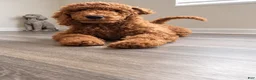Goldendoodle dogs for sale: Orange boy: F1BB - Ad 2