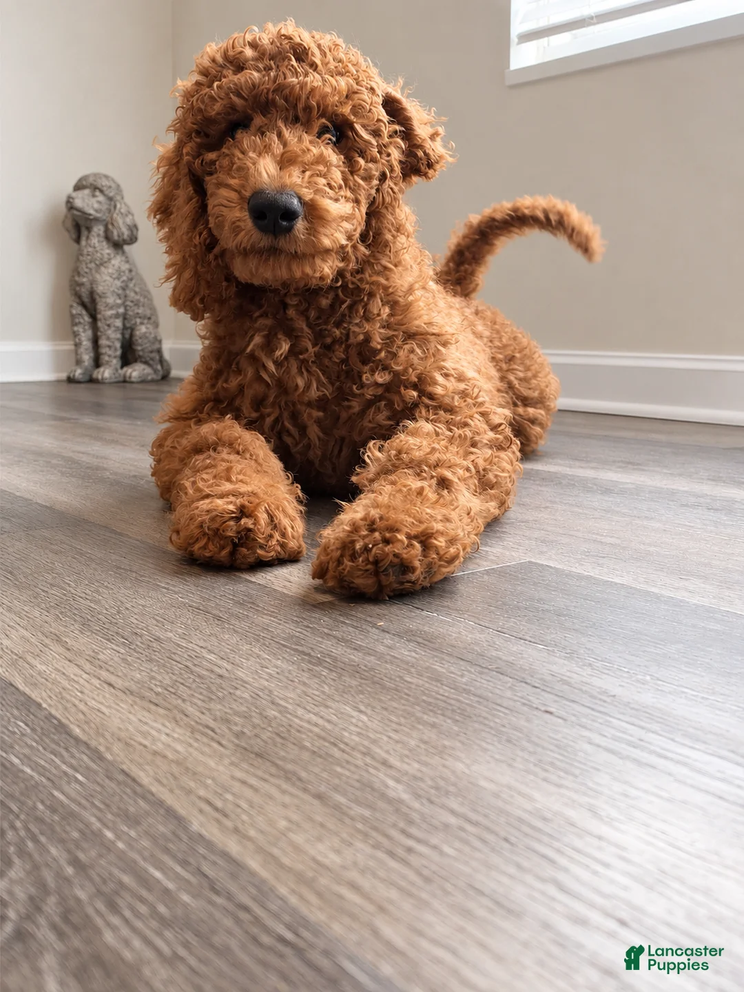 Goldendoodle dogs for sale: Orange boy: F1BB - Ad 2