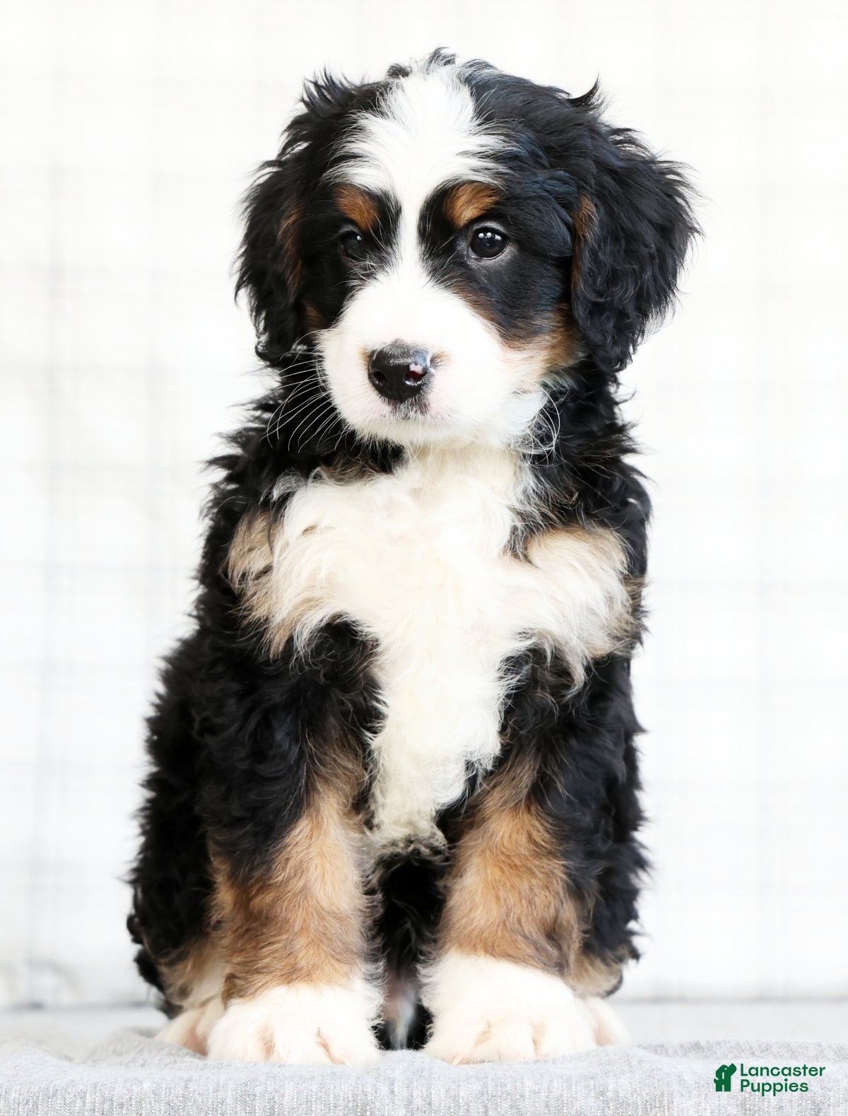 Mini Bernedoodle dogs Asher - Ad 1
