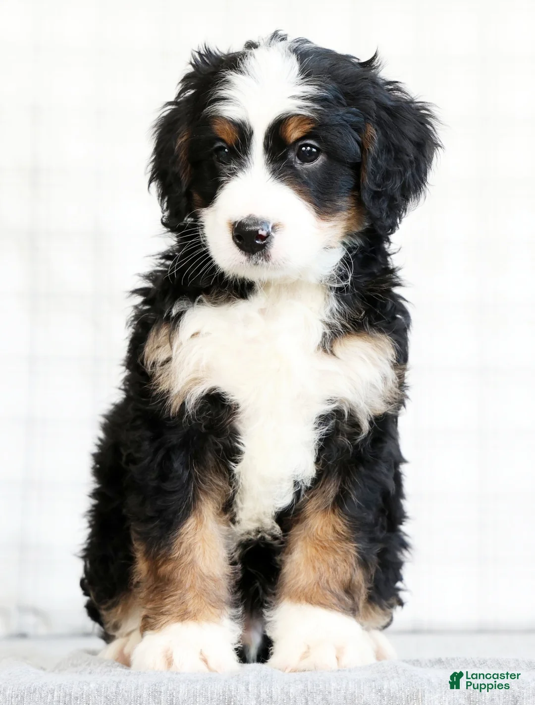 Mini Bernedoodle dogs for sale: Asher - Ad 1